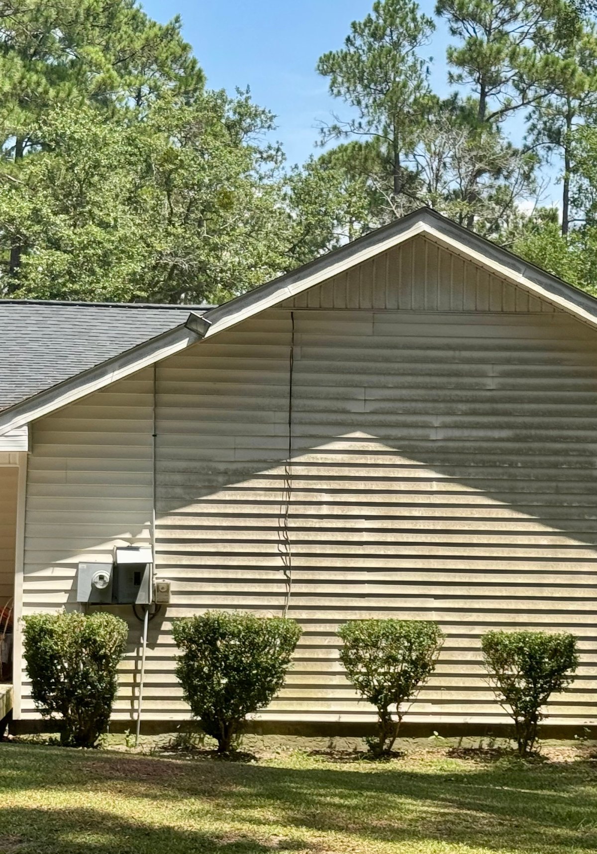 Single-story house with tan horizontal siding and dark roof, surrounded by tall pine trees and four shrubs in landscaped front yard
