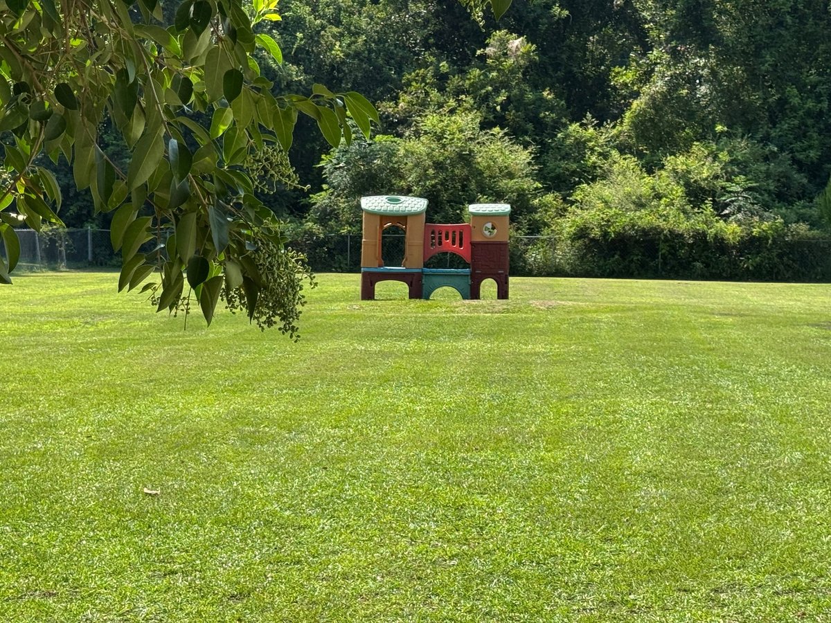 Wooden toy train in a grassy park with green trees in the background